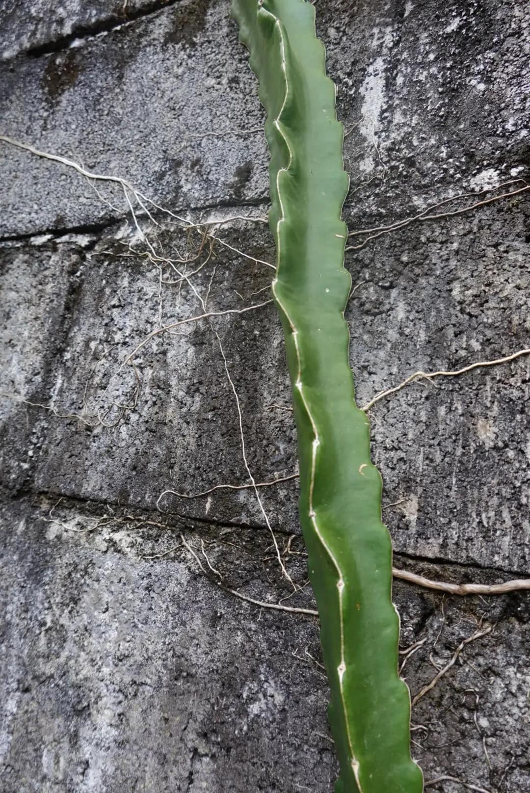 WhatsApp Image 2026-01-17 at 12.38.10 (4)