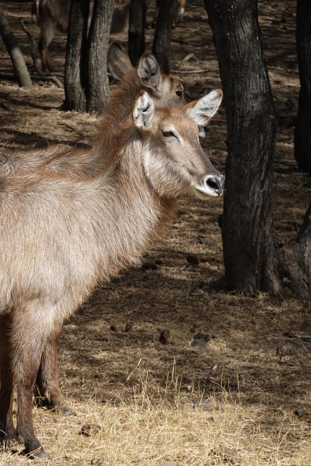 WhatsApp Image 2026-01-17 at 12.50.13 (1)