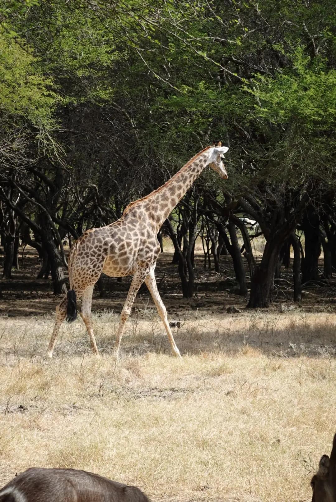 WhatsApp Image 2026-01-17 at 12.50.13 (2)