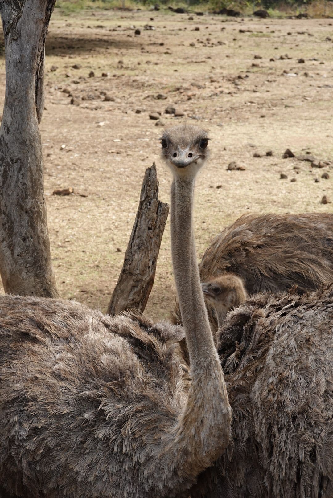 WhatsApp Image 2026-01-17 at 12.50.13 (6)