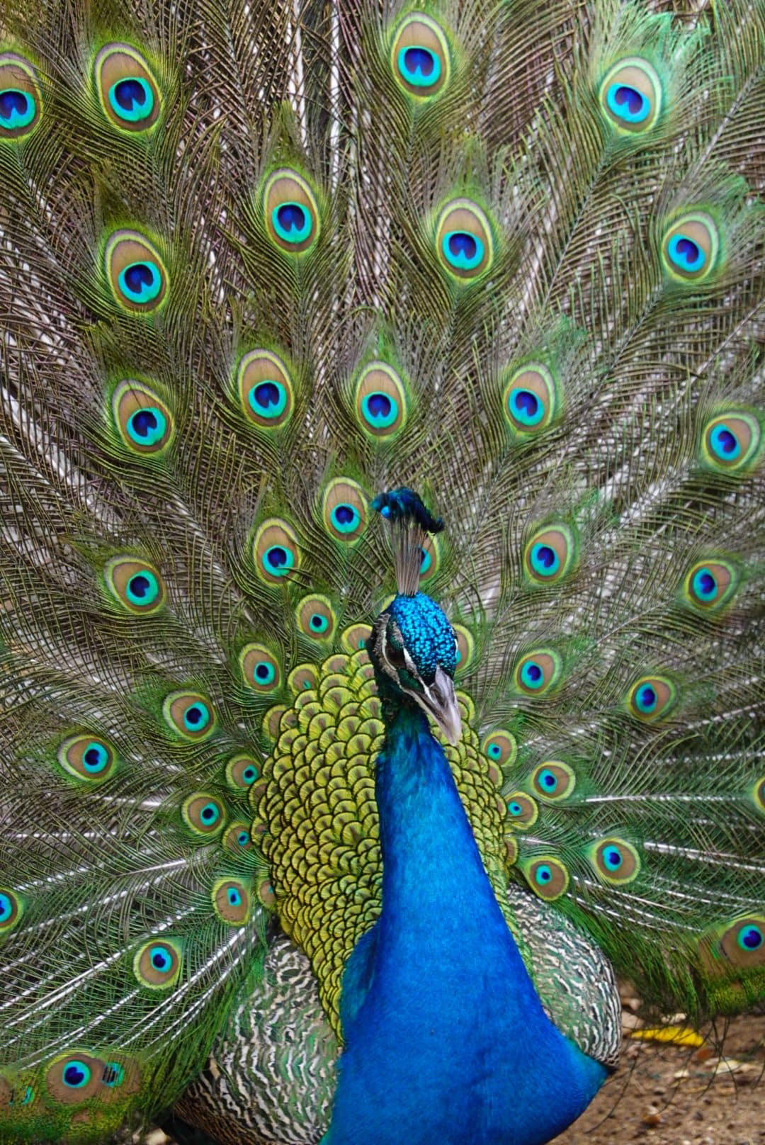 WhatsApp Image 2026-01-17 at 12.50.14