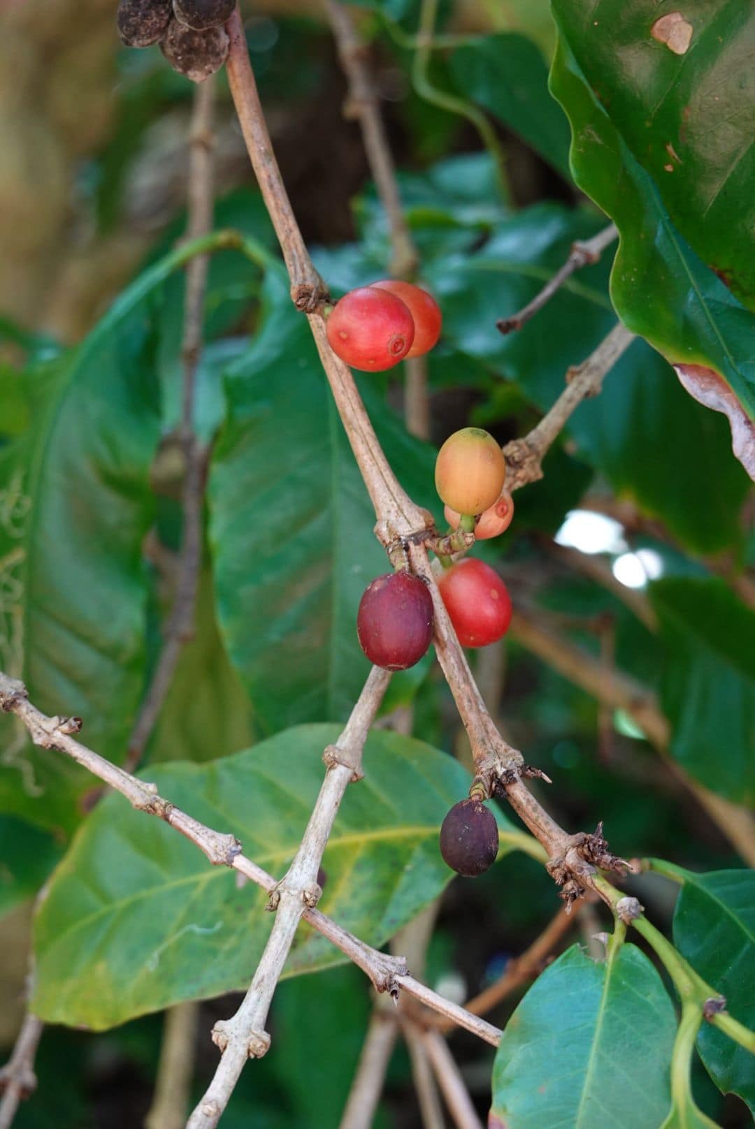 WhatsApp Image 2026-01-20 at 18.37.11 (1)