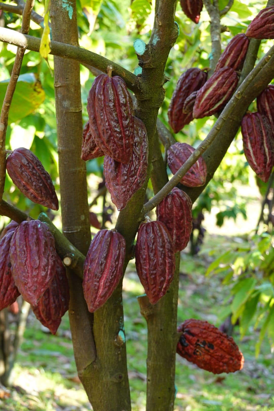 WhatsApp Image 2026-01-20 at 18.37.11